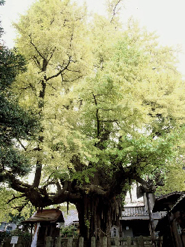 <center>Miłorząb z Sendai<br>jesienią</center>