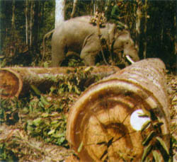 W pracach leśnych wciąż<br>wykorzystywane są słonie<br>fot. Myanmar Ministry of Forest