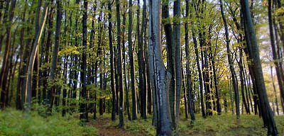 <center><i><small>fot.: LP</small></i></center>