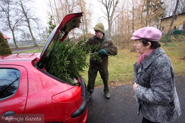 Halina Kasprzak w tym roku, tak jak w poprzednim, choinkę kupiła w Żołędowie. Obok sprzedawca Paweł Frieske.