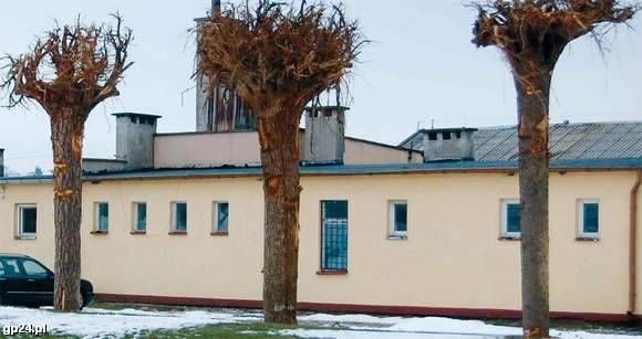 Drzewa korzeniami do góry przed zakładem w Barnowie.