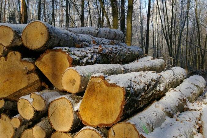 Ceny drewna z LP są zbyt wysokie dla polskiego przemysłu