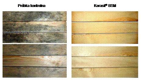 Próbki kontrolne tarcicy porażonej sinizną i zabezpieczonej środkiem Korasit® BSM