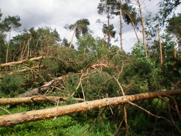 Wielkopolskie lasy ucierpiały od wiatru