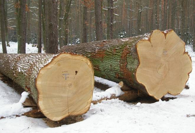 Surowiec dębowy przygotowany do aukcji