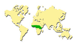 Zasięg występowania Iroko