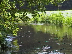 <b><center><small><font color=darkred>Dolina Rospudy <br></b>(Fot. Adam Bohdan ) <br> Greenpeace</font></small></center>