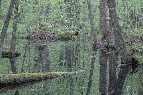 Puszcza Białowieska