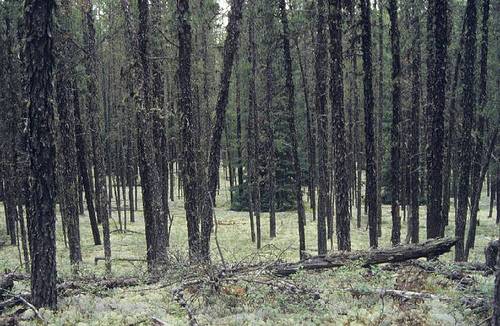 Las na północy stanu Ontario, Kanada