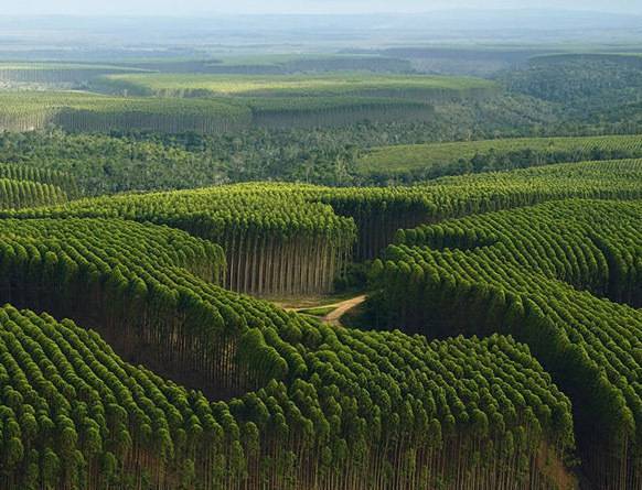 Plantacja eukaliptusa w Ameryce Południowej