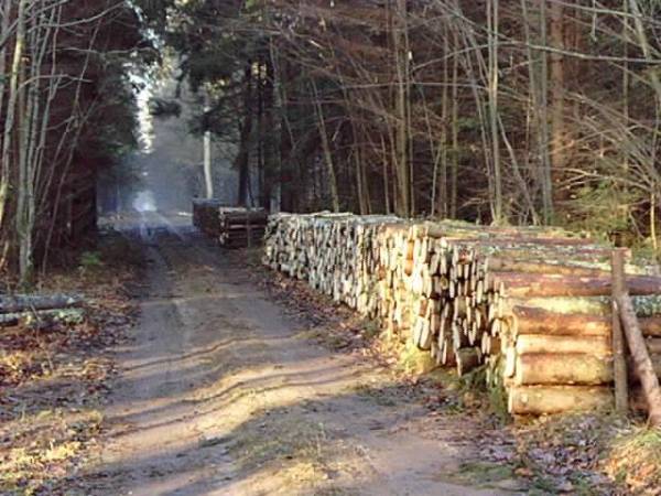 Puszcza Białowieska, ok. 300 m przed Rezerwatem Dębowy Grąd, 2008r.