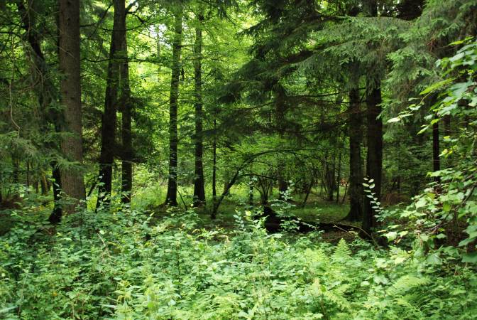 Białowieski Park Narodowy