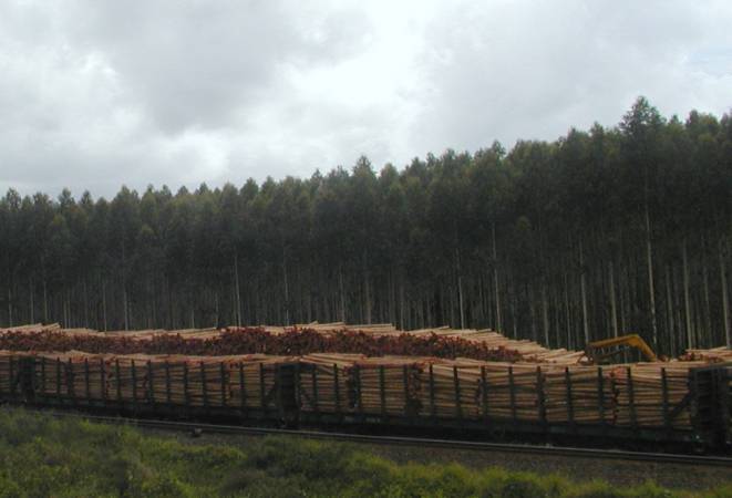 Plantacja eukaliptusa