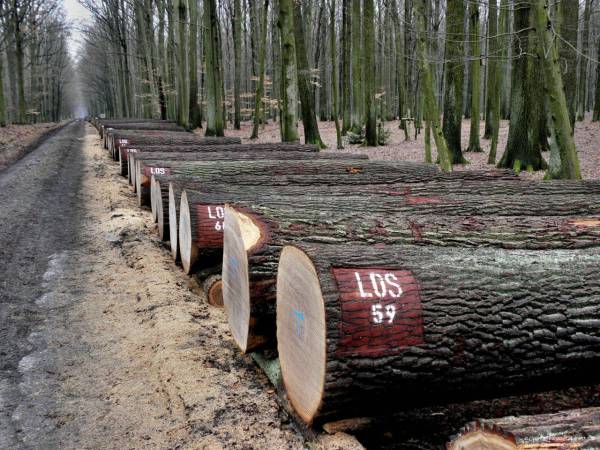 Drewno dębowe przygotowane do krotoszyńskiej aukcji