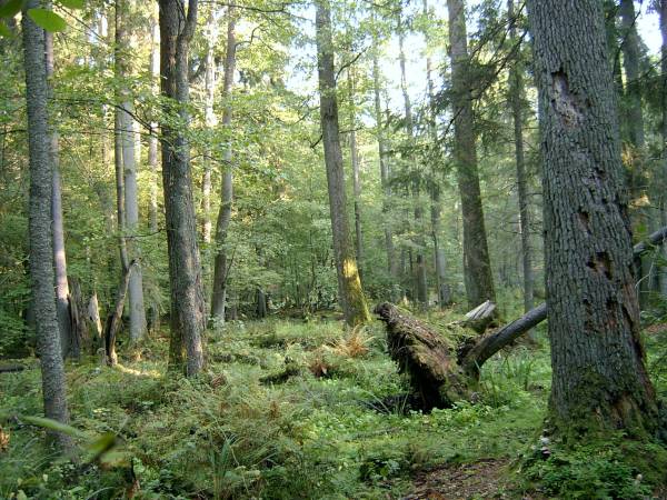 Białowieski Park Narodowy