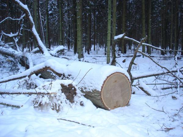 Złodzieje zabrali tylko najcenniejsze odziomki