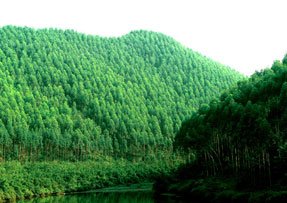 Plantacje leśne w Chinach