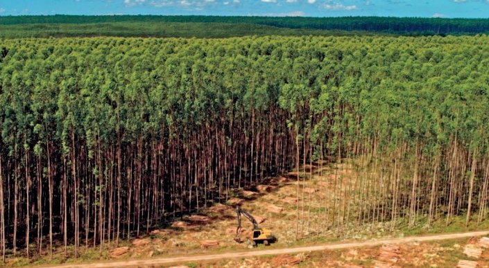 Plantacja eukaliptusów koncernu Suzana z przeznaczeniem na surowiec dla celulozowni