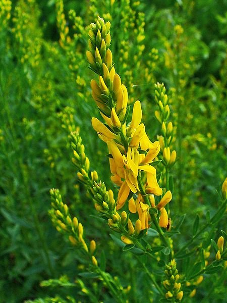 Janowiec barwierski - Genista tinctoria