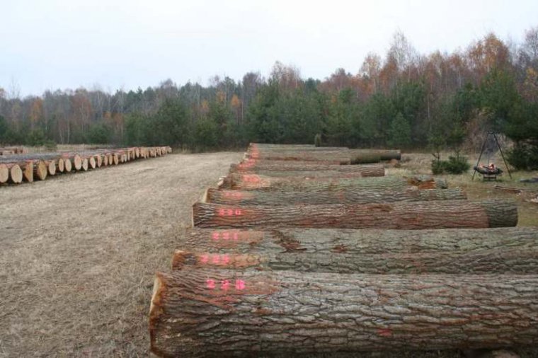 II Submisji Drewna Cennego Lubelska Jesień 2011