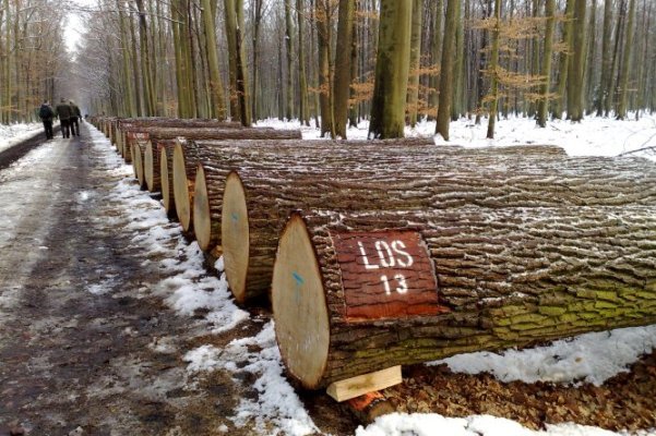 Drewno przygotowane do licytacji przygotowane jest w sposób, który umożliwia klientom dokładne zapoznanie się z jakością każdej kłody. 