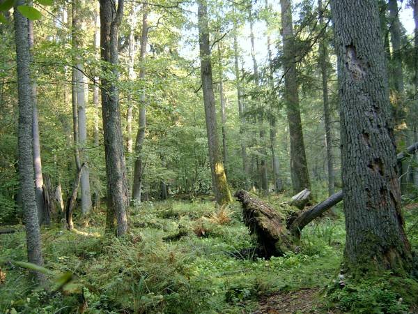Białowieski Park Narodowy