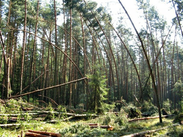 Szkody po burzach w podlaskich lasach