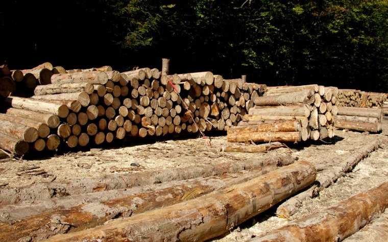 Trzy tygodnie przed planowanym rozpoczęciem sprzedaży drewna na 2013r. wciąż nie wiadomo jakie będą jej zasady
