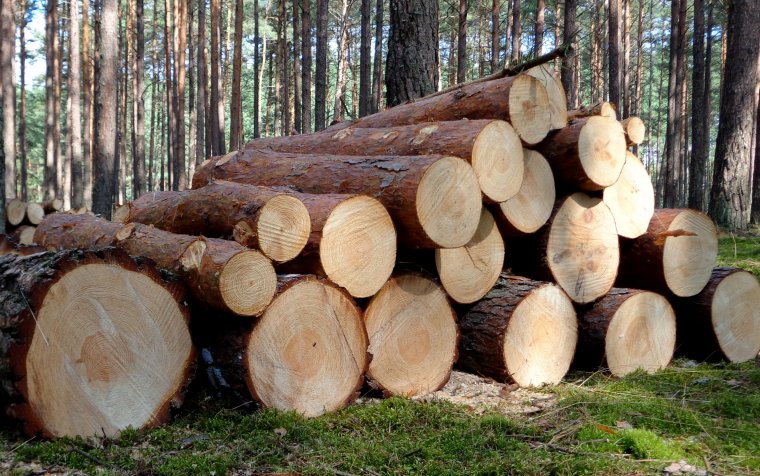 Nowe normy na drewno iglaste kłodowane