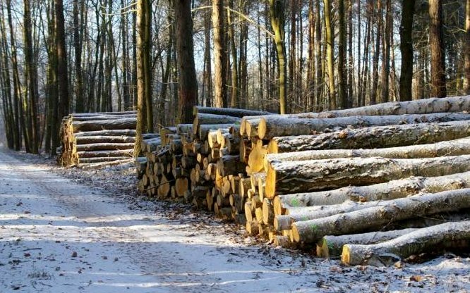 Zakończył się I etap sprzedaży surowca drzewnego na 2013