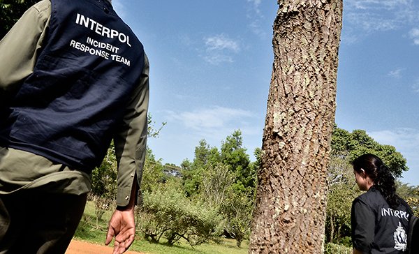 Interpol walczy z nielegalnym pozyskaniem drewna w Ameryce Łacińskiej