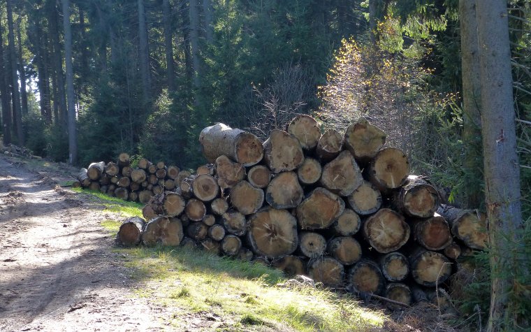 Zakończyła się sprzedaż drewna w PLD na rok 2014