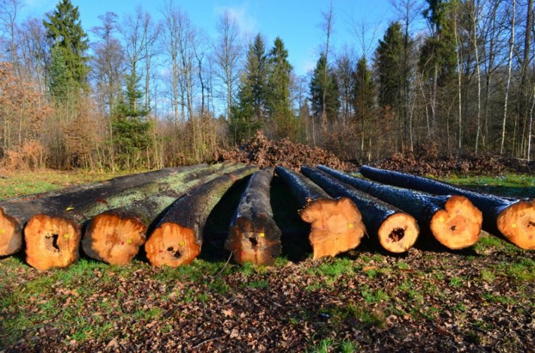 Na aukcji wystawiono drewno olchowe przeznaczone do produkcji sklejki i okleiny