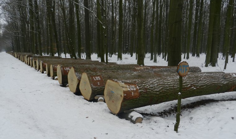 Leśnicy sprzedali cenne drewno na aukcjach