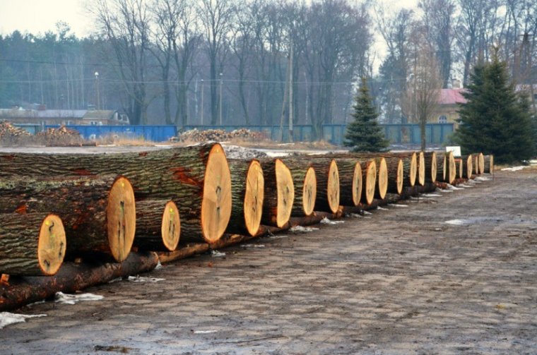 Drewno dębowe na aukcji Drewno Podlasia i Mazur 2014