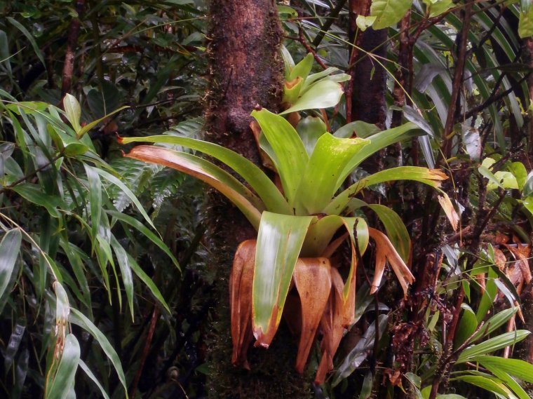  Okazały epifit z rodziny ananasowatych (<i>Bromeliaceae</i>)