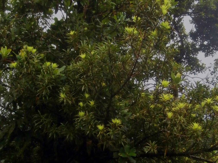 Podocarpus coriaceus - jedyny rodzimy przedstawiciel nagozalążkowych na Dominice