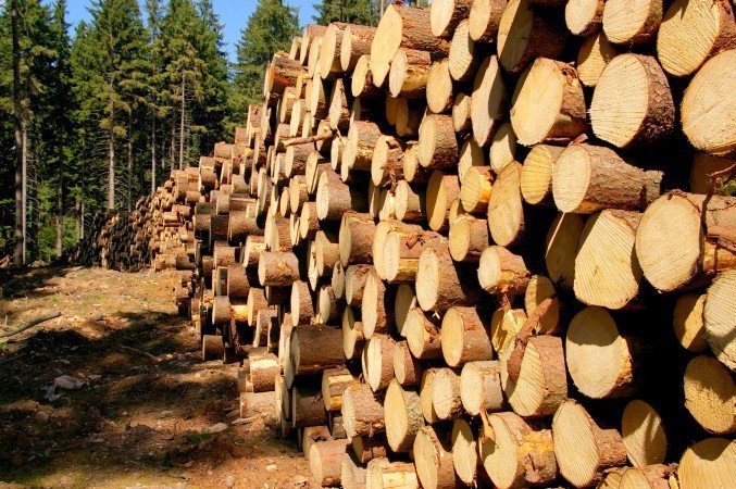 Austria największym importerem drewna w OECD