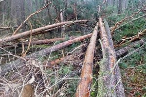 Leśnicy szacują szkody od wiatru
