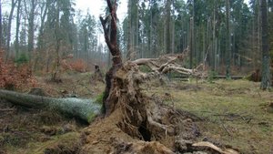 Na Pomorzu policzyli szkody po wichurach