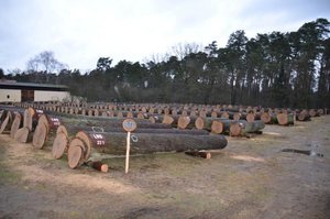 XXIV Aukcja Cennego Drewna Dębowego