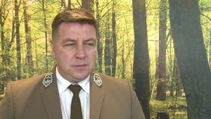 Ceny drewna w tym roku znowu wzrosną