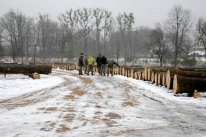 W Białymstoku zakończono submisję drewna cennego 