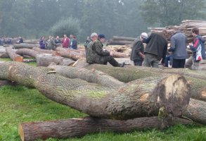 Kurs brakarski drewna okrągłego dla tartaczników i przedsiębiorców leśnych - listopad 2017
