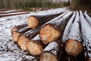 Lasy Państwowe przeprowadzą w marcu dodatkową turę sprzedaży drewna