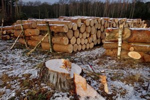 Oświadczenie Polskiej Izby Gospodarczej Przemysłu Drzewnego