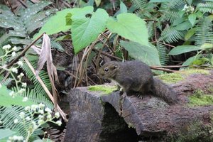 Wiewiórka górska (Dremomys everetti) występuje jedynie na Borneo.