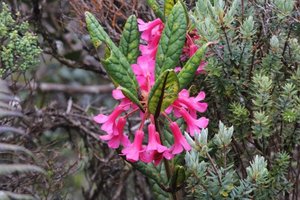 Dla nas Mt Kinabalu był zaczarowanym ogrodem