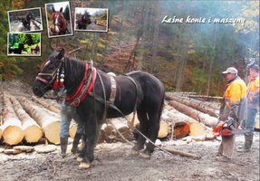 Leśne konie i maszyny w Kolegium Cieszkowskich