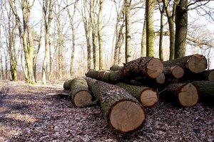 Tylko pięć dni na zgłoszenie się do udziału w dodatkowej turze sprzedaży drewna